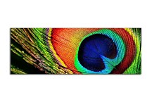 Panoráma Obraz Pávie pero zs129