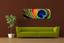 Panoráma Obraz Pávie pero zs129