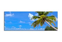 Obrazy Palmy zs404