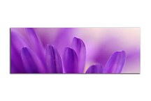 Obrazy Panoráma Kvetov zs3134