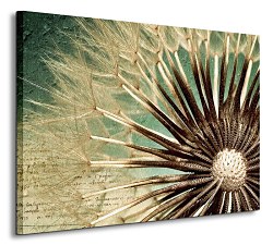 Dandelion - Obraz CS0019