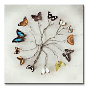 Butterfly Harmony - Obraz WDC95183