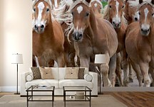 Bežiace kone - fototapeta FM0097