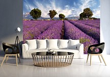 Fototapeta Provence Levandule FM0366