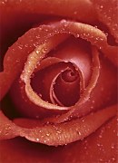Červená ruža - fototapeta FT368