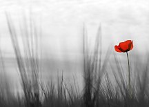 Fototapeta Divý mak FM0029