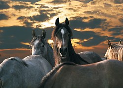 Kone - fototapeta FM0052