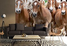 Bežiace kone - fototapeta FM0097