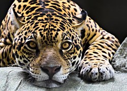 Jaguar - fototapeta FM0225