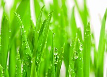 Zelená tapeta Tráva FM0227