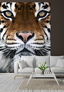 Fototapeta na stenu Tiger FM0228