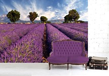 Fototapeta Provence Levandule FM0366