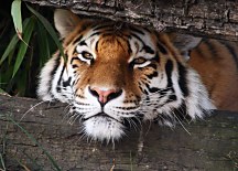 Fototapeta Fauna FM0382