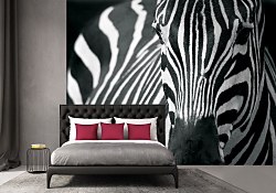 Tapeta vzor Zebra FM0524