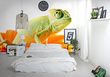 Chameleón na kvete - fototapeta FM0529