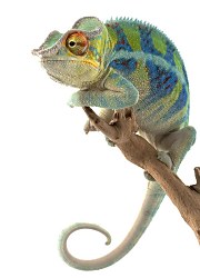 Lenivý Chameleon - fototapeta FM0575