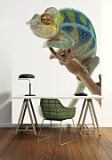 Lenivý Chameleon - fototapeta FM0575