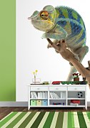 Lenivý Chameleon - fototapeta FM0575