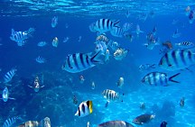 Tropické rybičky - fototapeta FS0096