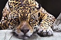 Jaguar - fototapeta FS0225
