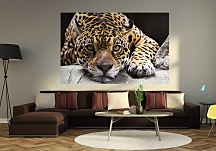 Jaguar - fototapeta FS0225