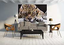 Jaguar - fototapeta FS0225