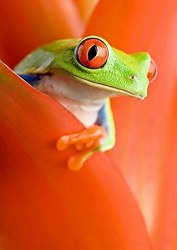 Žabka tapeta na stenu FS0281