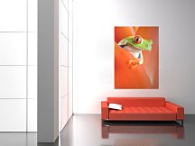 Žabka tapeta na stenu FS0281