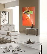 Žabka tapeta na stenu FS0281