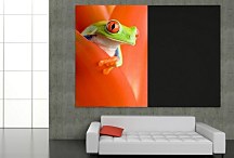 Žabka tapeta na stenu FS0281