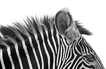 Gorgeous Zebra! - fototapeta FS0352