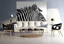 Gorgeous Zebra! - fototapeta FS0352