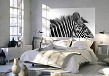 Gorgeous Zebra! - fototapeta FS0352