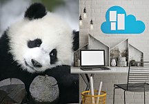 Panda - fototapeta FS0375