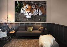 Tiger v džungli - fototapeta FS0382