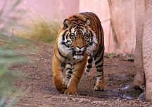 Tiger alfa - fototapeta FS0439