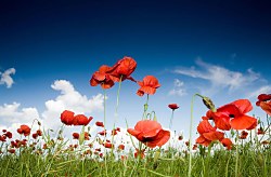 Pole červených makov - fototapeta FS0506