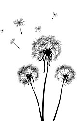 Rozfúkaná púpava - fototapeta FS0526