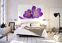 Krokus - fototapeta FS0568