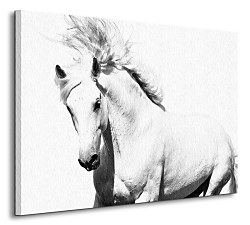 Arabský kôň - Obraz CS0701