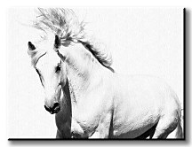 Arabský kôň - Obraz CS0701