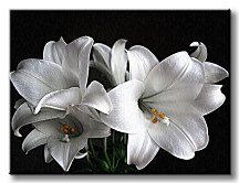 Biele ľalie - Obraz CS0316