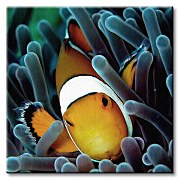 Rybička - Obraz CKS0155