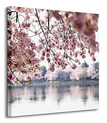 Kvety višne - Obraz CKS0321