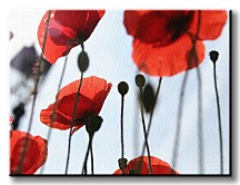 Obraz na stenu Červené maky CS0177