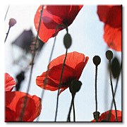 Obraz na plátne Červené maky CKS0177