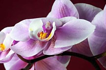 Dekoračné fototapety Orchidea 18538 - latexová