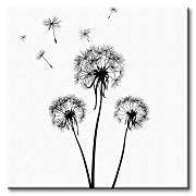 Púpavy - Obraz CKS0526