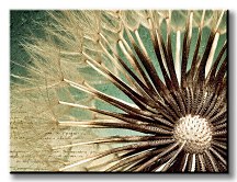 Dandelion - Obraz CS0019
