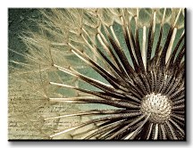 Dandelion - Obraz CD0019